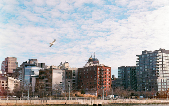 Seagull and Buildings,  Lower West Side NYC