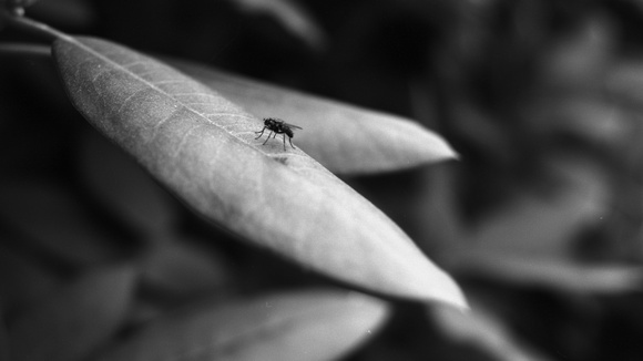 Fly, At Rest